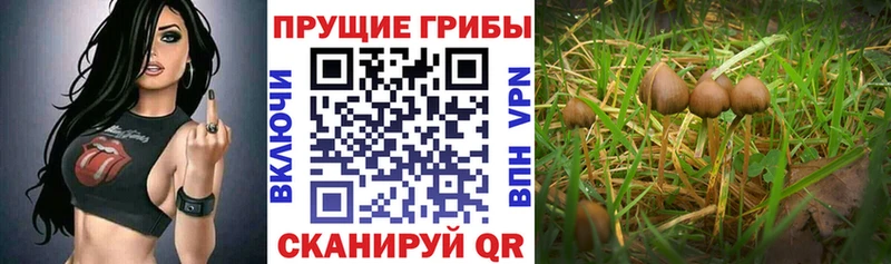 Галлюциногенные грибы мицелий  Купить закладки  Зарайск 